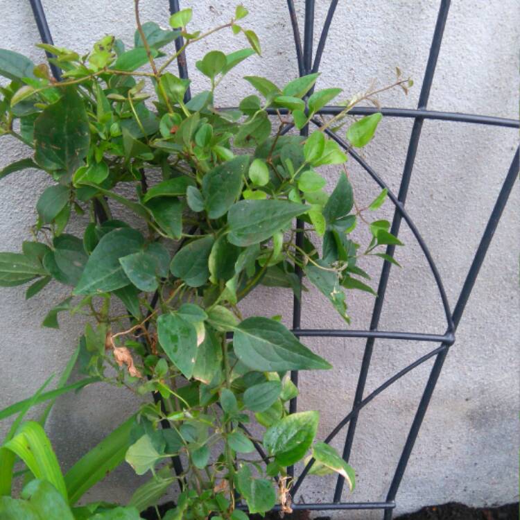 plant image 412944