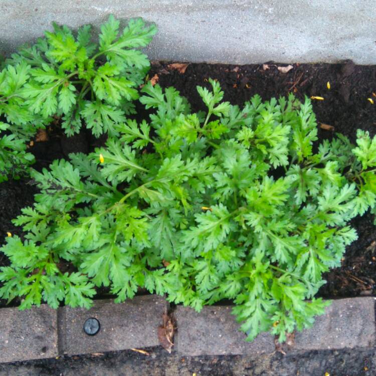 plant image 413054