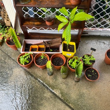 Cassie's garden