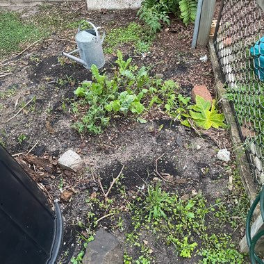 Cassie's garden