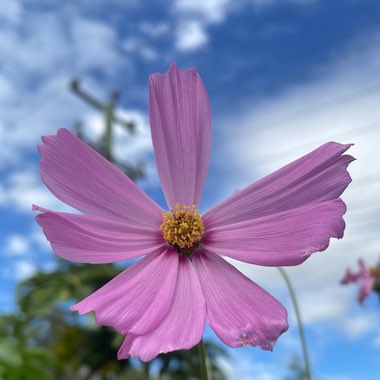 Cassie's garden