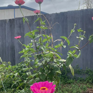 Cassie's garden