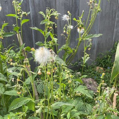 Cassie's garden
