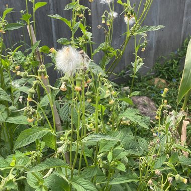 Cassie's garden