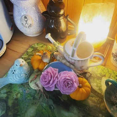 Cassie's garden