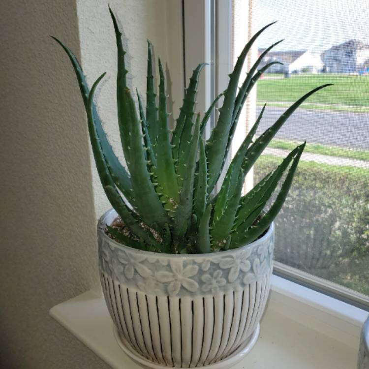 Plant image Aloe Spinosissima