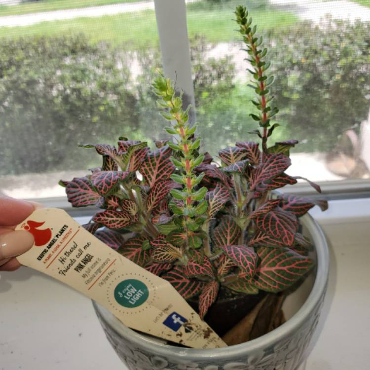 plant image 1259361 plant image 1259361