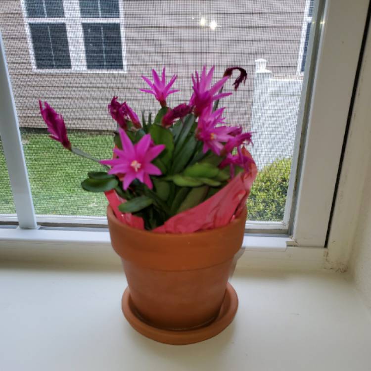plant image 1260604