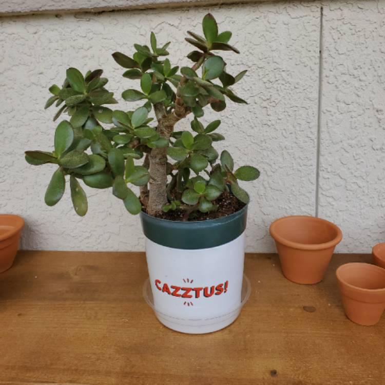plant image 1260606