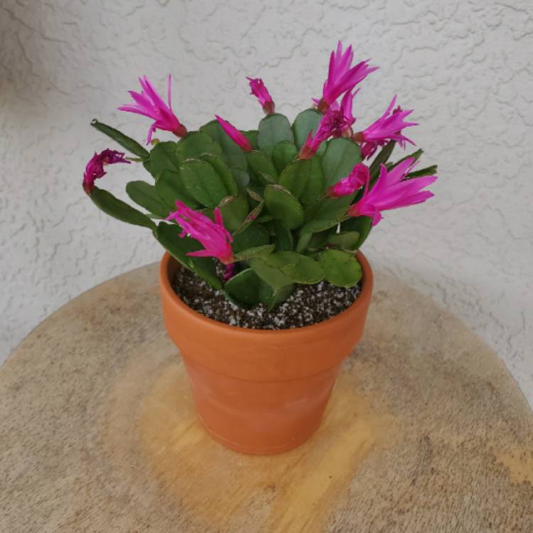 plant image 1260668