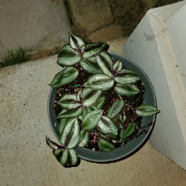 Tradescantia  'Houseplants'