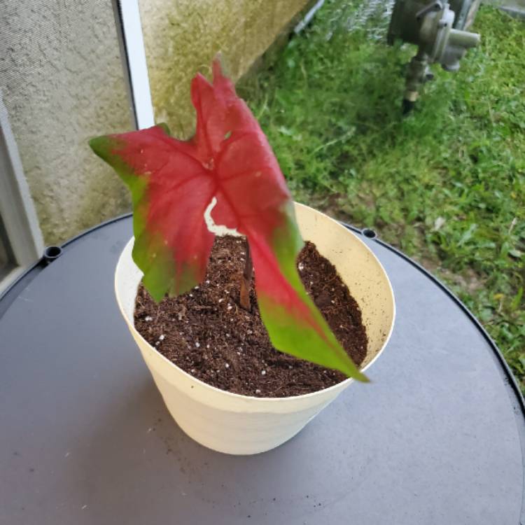 plant image 1276642