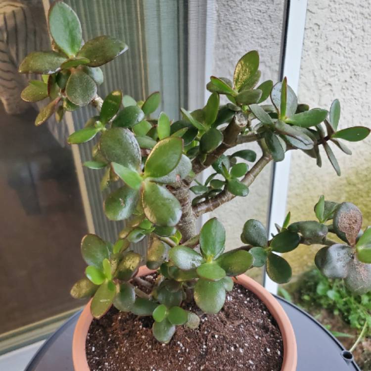 plant image 1276644