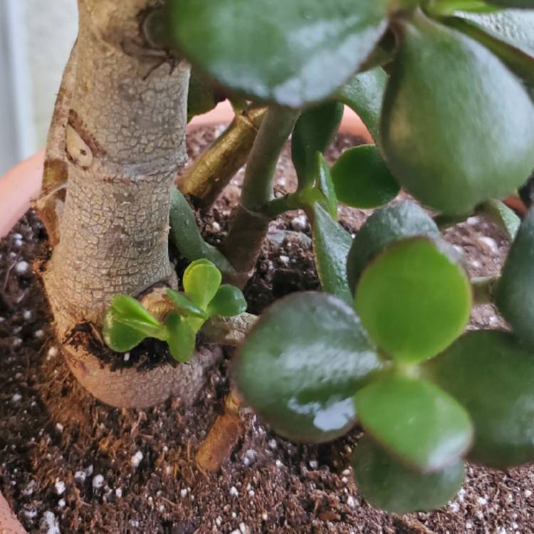 plant image 1276645
