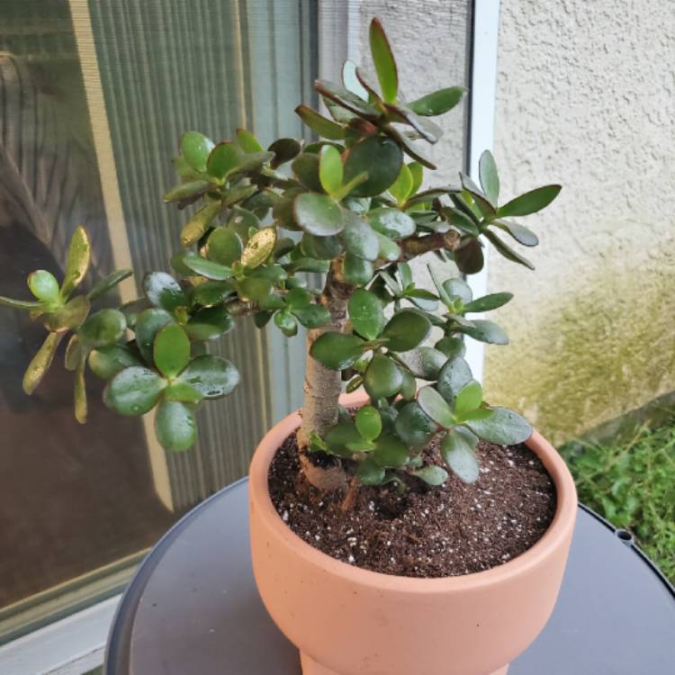 plant image 1276646