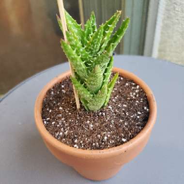 Aloe Zanzibarica