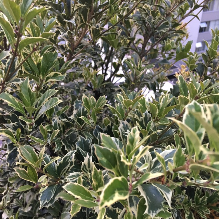 Plant image Euonymus fortunei 'Silver Queen'