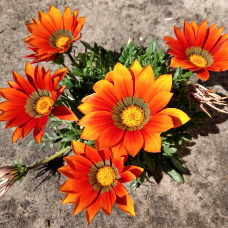 Plant image Gazania krebsiana 'Hantamberg Orange'