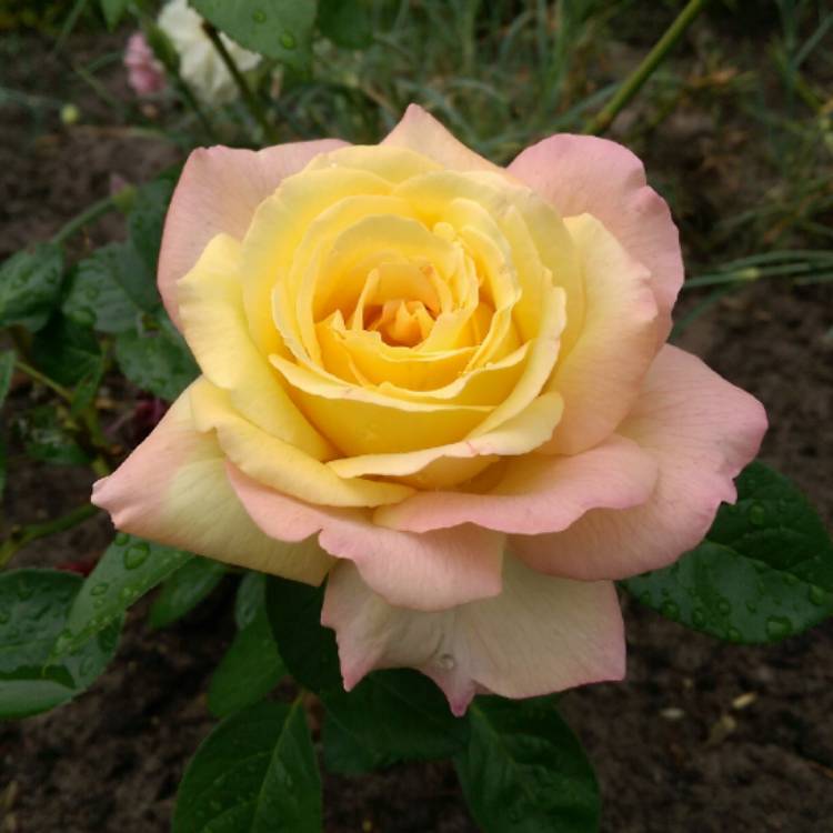 plant image 1175389
