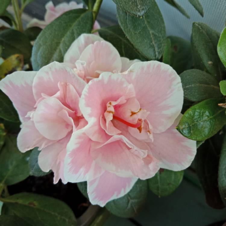 Plant image Rhododendron 'Indicum Inga'