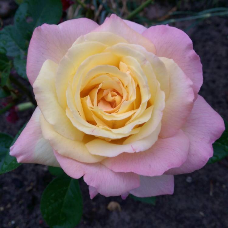 Plant image Rosa 'Madame A. Meilland' syn. Rosa 'Peace', Rosa 'Gloria Dei', Rosa 'Gioia'