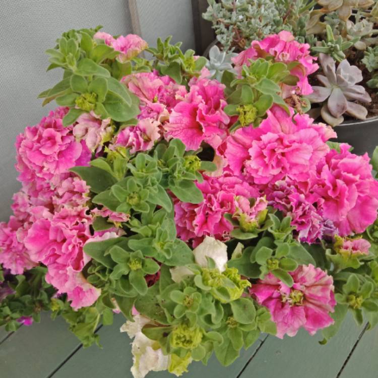 Plant image Petunia 'Double Wave® Pink'
