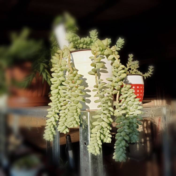 plant image 1176562
