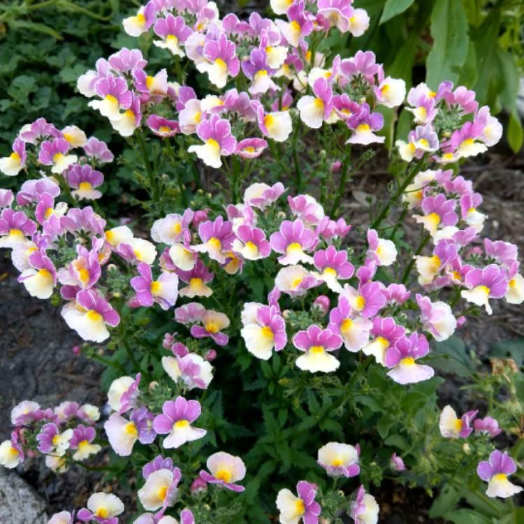 Plant image Nemesia maritana 'Blueberry Ripple