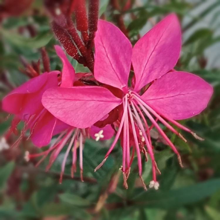 Plant image Oenothera lindheimeri 'Passionate Rainbow' syn. Gaura lindheimeri 'Passionate Rainbow'