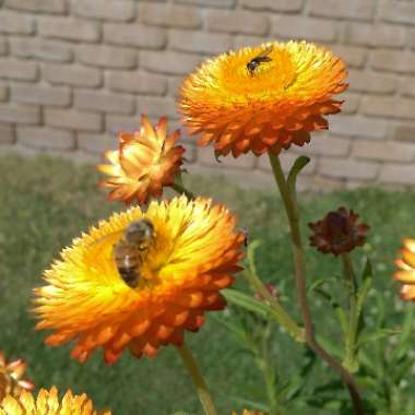 Xerochrysum bracteatum  syn. Helichrysum bracteatum, Bracteantha bracteata
