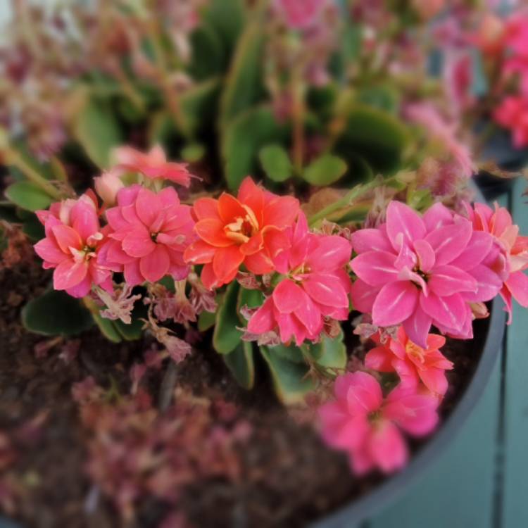 Plant image Kalanchoe blossfeldiana Pink Queen