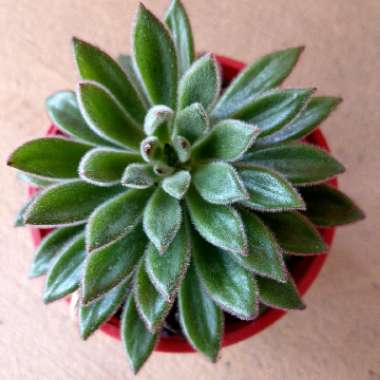 Echeveria Doris Taylor