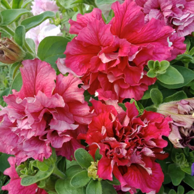 Plant image Petunia 'Double Wave® Pink'