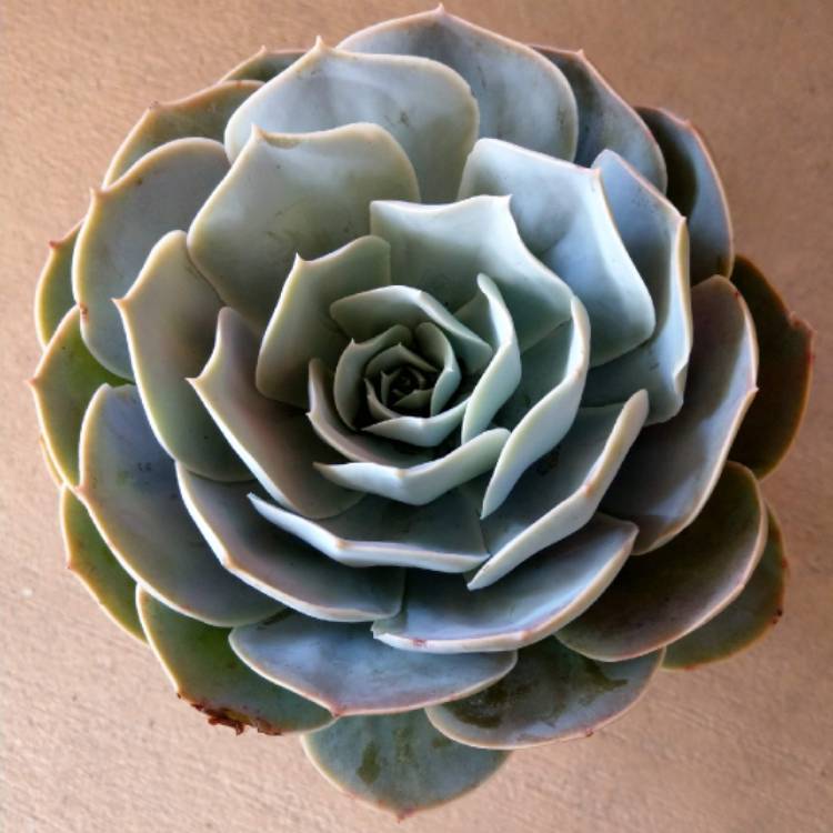 Plant image Echeveria Lilacina