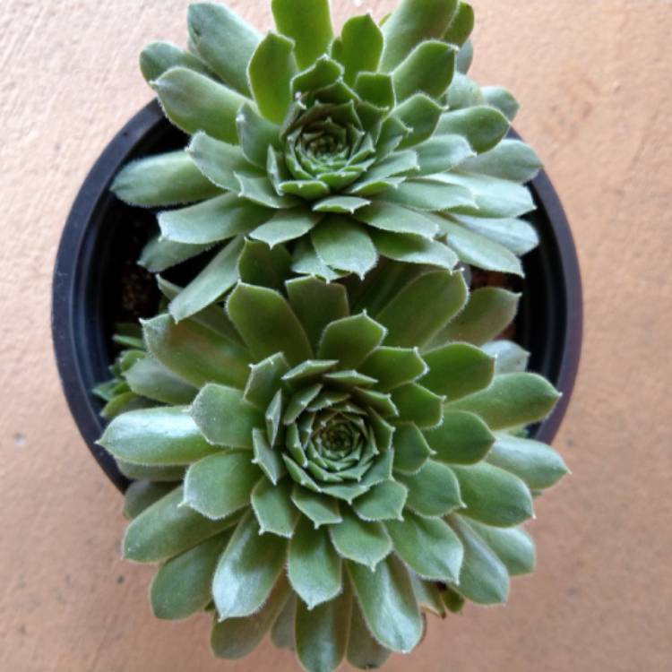 Plant image Sempervivum Pilioseum