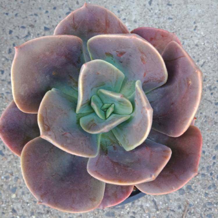 Plant image Echeveria Blue Metal