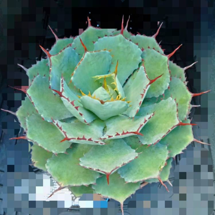 Plant image Agave Potatorum Kichiokan