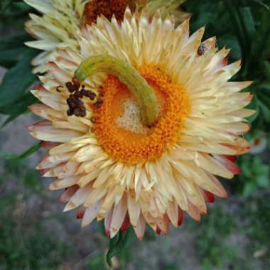 Xerochrysum bracteatum  syn. Helichrysum bracteatum, Bracteantha bracteata