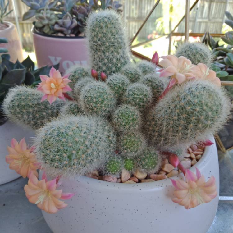 plant image 1185852