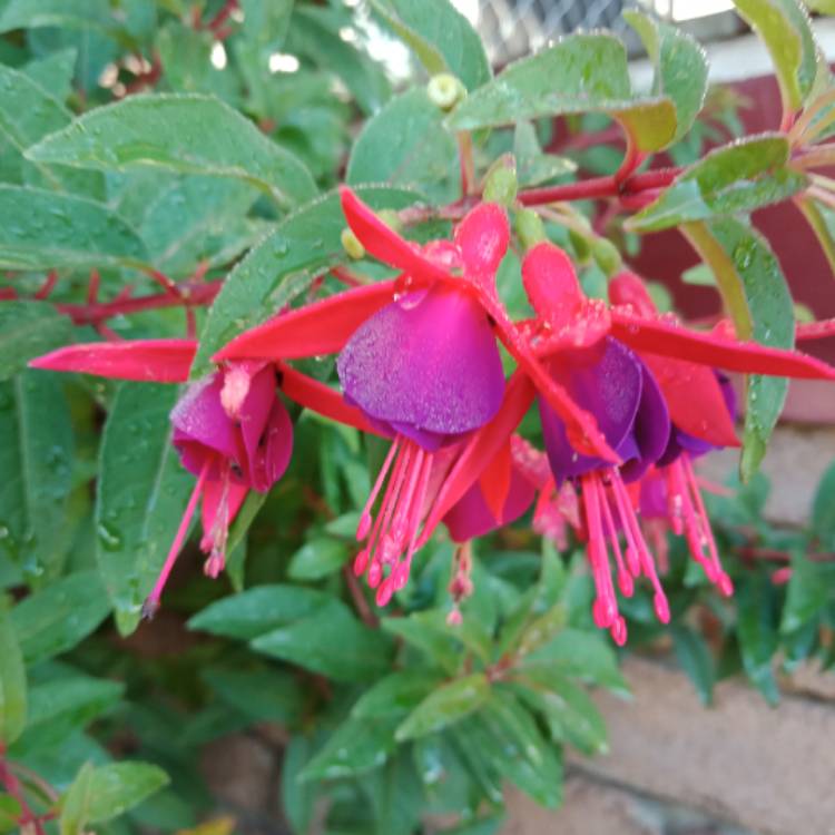 Plant image Fuchsia 'Aretes Upright Jollies Nancy'