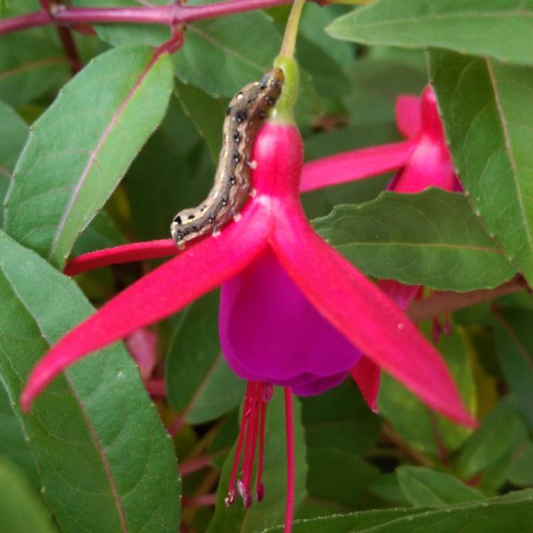plant image 1188557