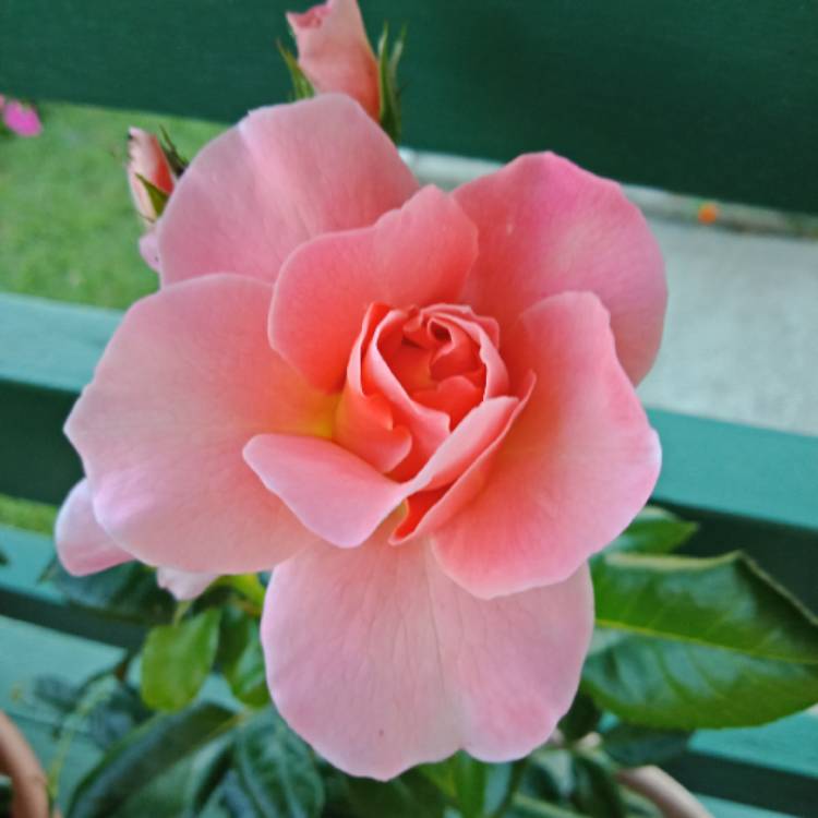 Plant image Rosa 'Ruipe0344a' syn. Rosa 'Fragrance King Terrazza'