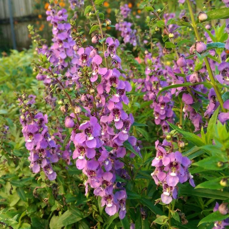 Plant image Angelonia