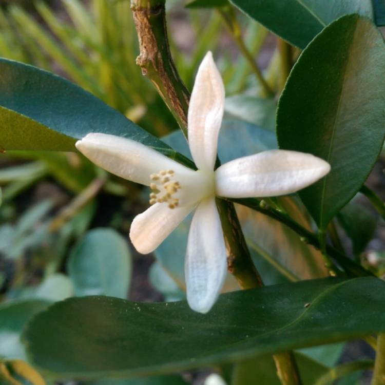 Plant image Citrus