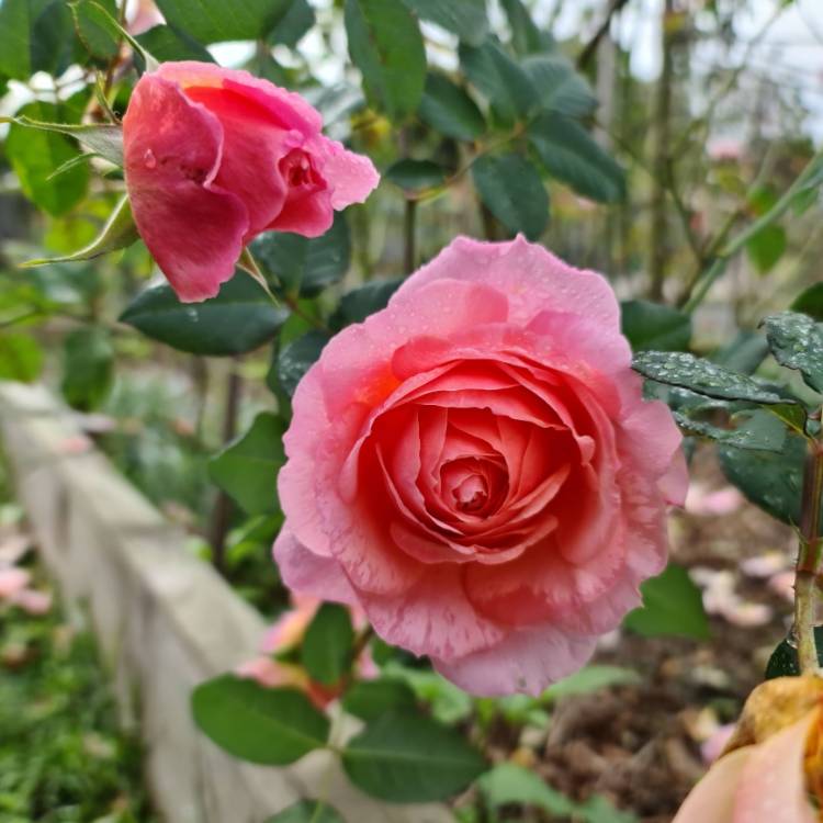 plant image 1524551