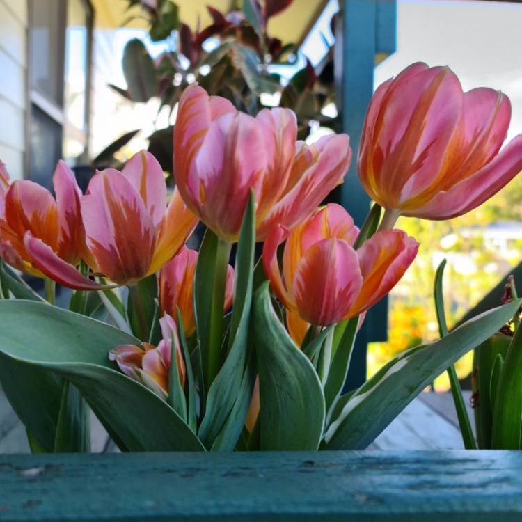 Plant image Tulipa 'Hermitage'