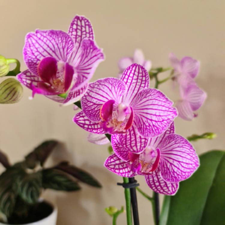 Plant image Phalaenopsis grandiflorum 'Ravello'