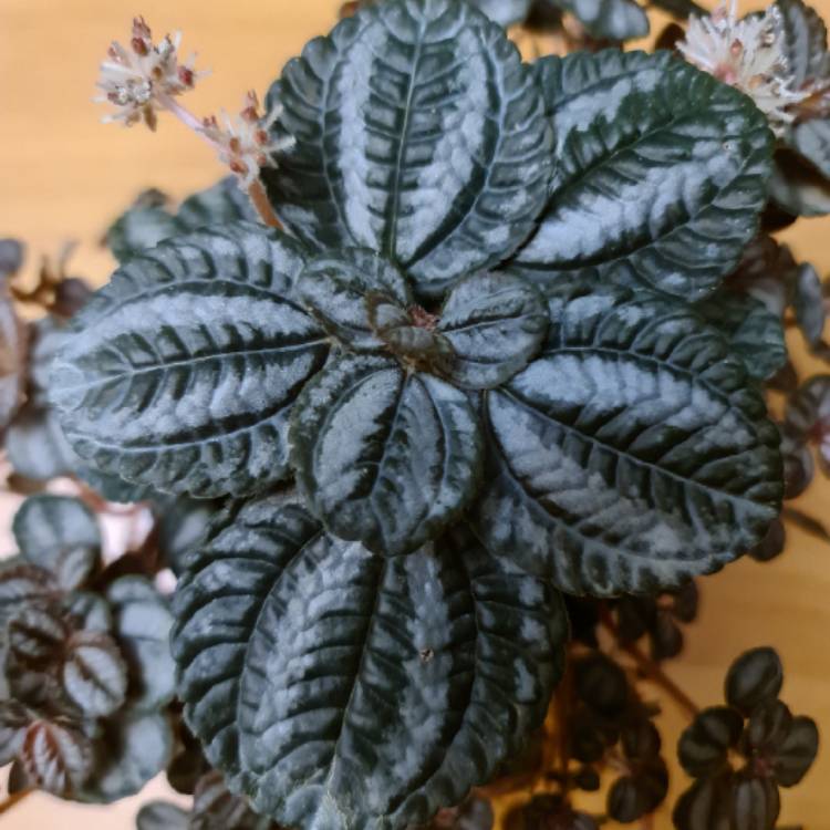 Plant image Pilea involucrata 'Norfolk'