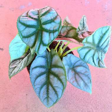 Elephant Ear 'Silver Dragon'