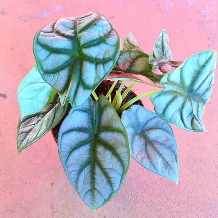 Plant image Alocasia 'Silver Dragon'